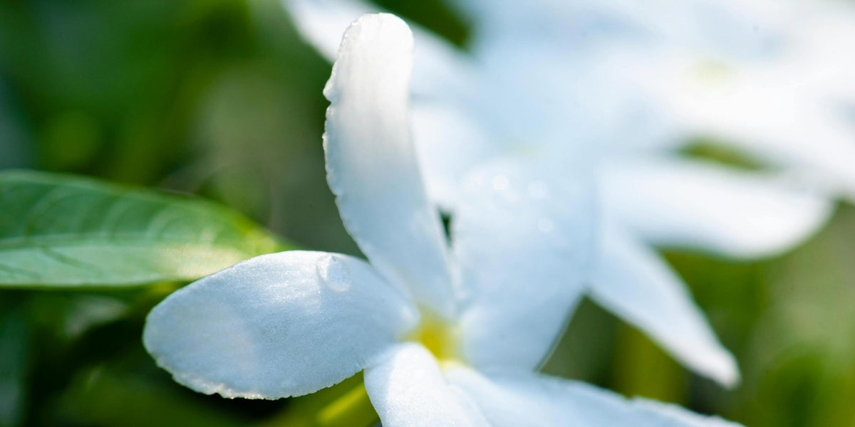 Aeolis Jasmine