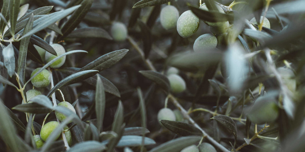 Aeolis Organic Olive Oil