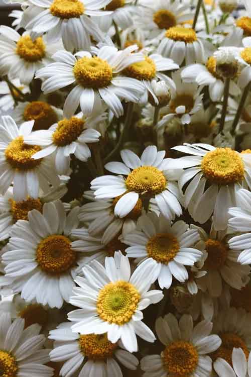 A dense cluster of chamomile flowers with bright yellow centers filling the frame.