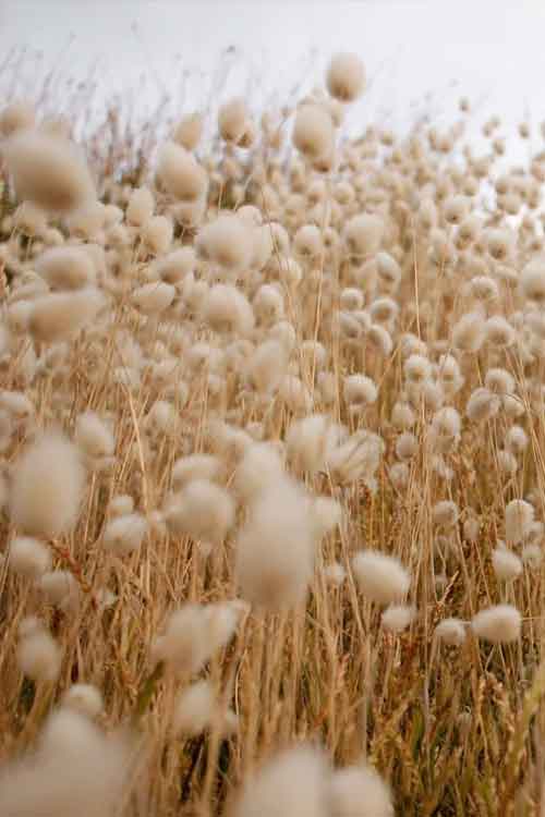 A close-up view of a field of fluffy cotton plants in soft beige and cream tones, with some blurred foreground and background.