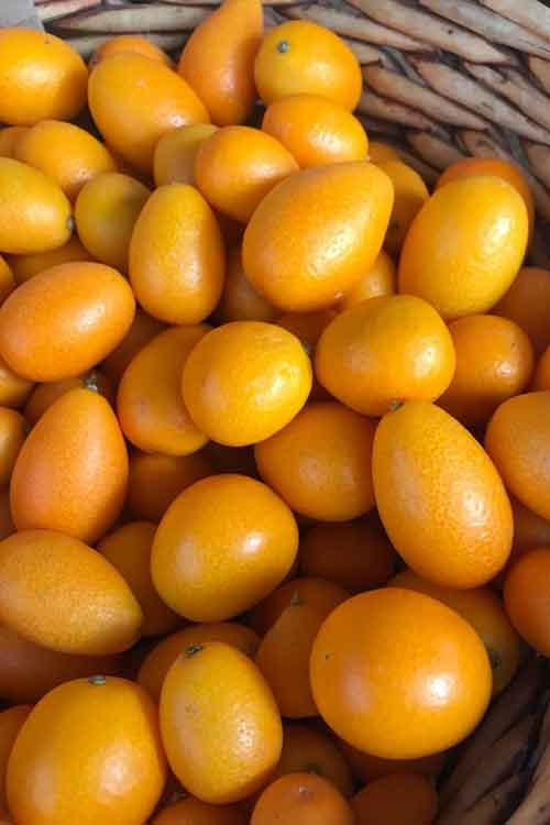 A close-up view of many small oval orange kumquats, piled inside a woven basket.