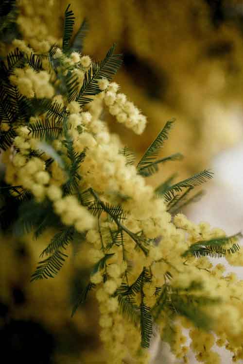 Close-up of yellow mimosa flowers with green feathery leaves against a soft blurred yellow background.