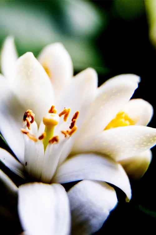 A close-up photograph of a neroli flower with delicate petals, a yellow center, and orange-tipped stamens against a dark green and black blurred background.