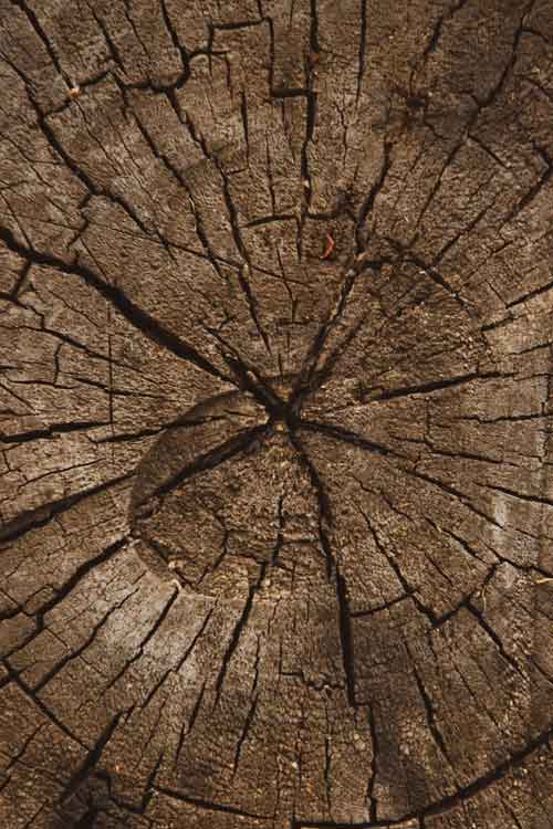 A close-up texture of a weathered oak tree stump surface with radial cracks and natural wood grain in brown and gray tones.