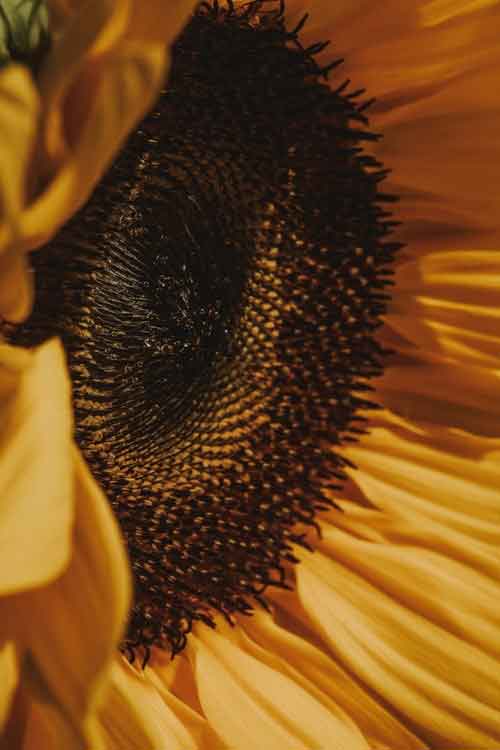Extreme close-up of a sunflower showing the dark brown to black seed center surrounded by warm golden-yellow petals.