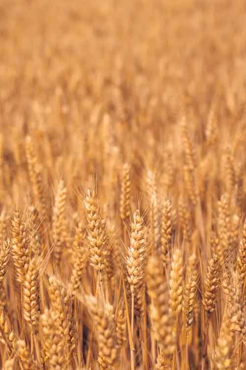 Close up of harvest-ready wheat crops filling the frame.