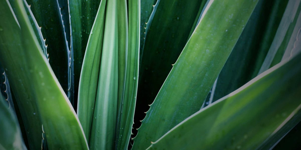 Aeolis Organic Aloe Vera