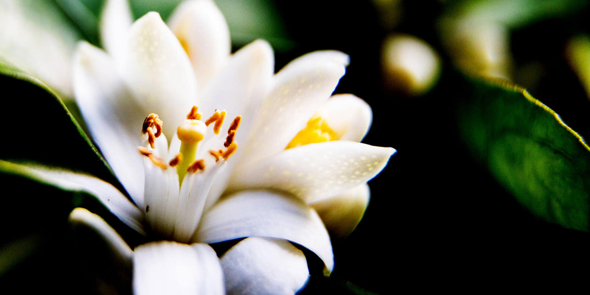 Aeolis Neroli