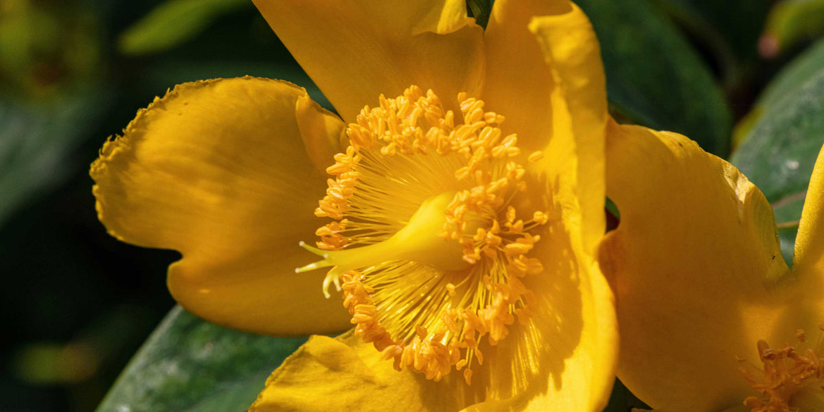 Aeolis Organic St John's Wort