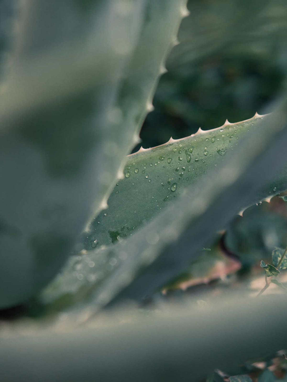 Close-up of an aloe leaf with water droplets, photographed in soft natural light with shallow depth of field.