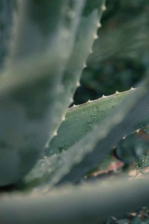 Close-up of a succulent aloe vera plant with detailed texture and water droplets.