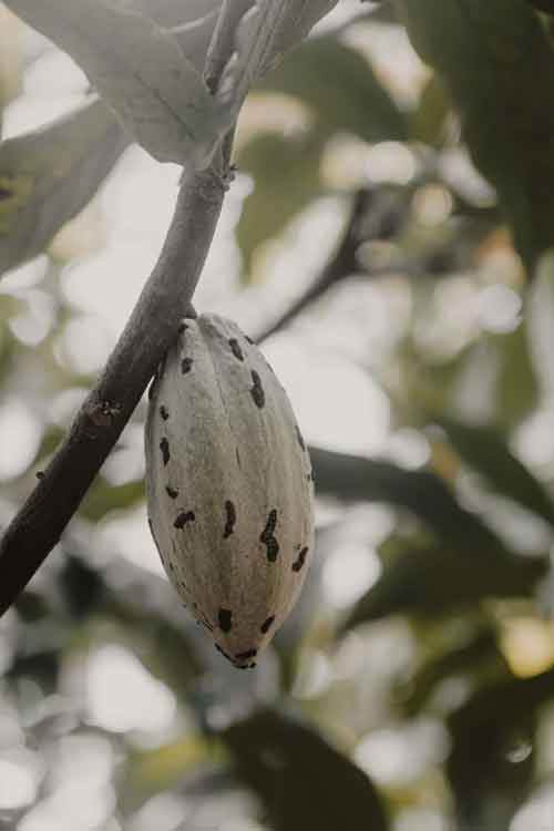 A close-up of a pale beige cocoa pod with small dark spots hanging from a tree branch, surrounded by soft-focus green leaves.