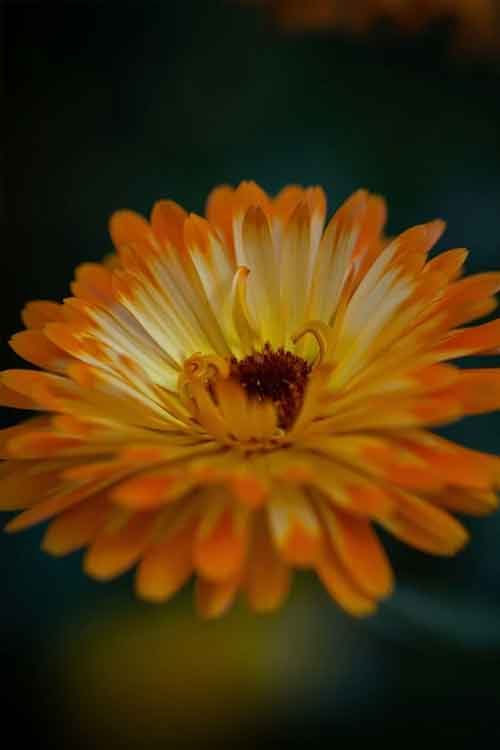 A close-up macro shot of a single calendula flower with orange and yellow petals, set against a dark, blurred background.