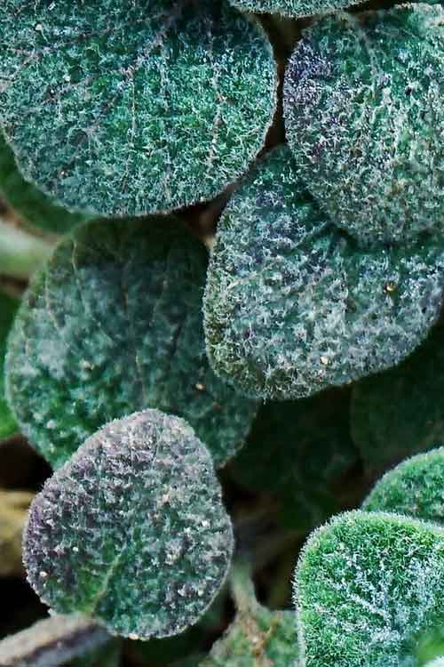 Close-up of green, textured leaves covered in fine white frost or dew droplets.