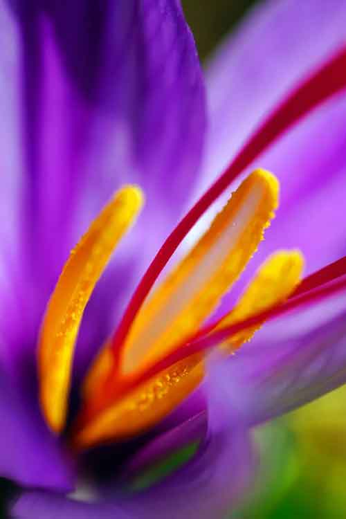 Macro close-up of a Greek crocus flower with bright yellow-orange stamens and red-analogous filaments against a blurred green and purple background.