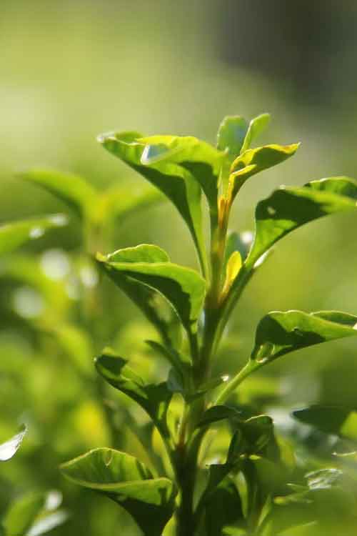 Close-up of a green tea plant with fresh, glossy leaves in soft natural light against a blurred green background.