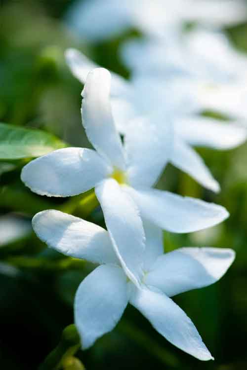 Close-up of white star-shaped Jasmine flowers with green leaves in a natural outdoor setting.