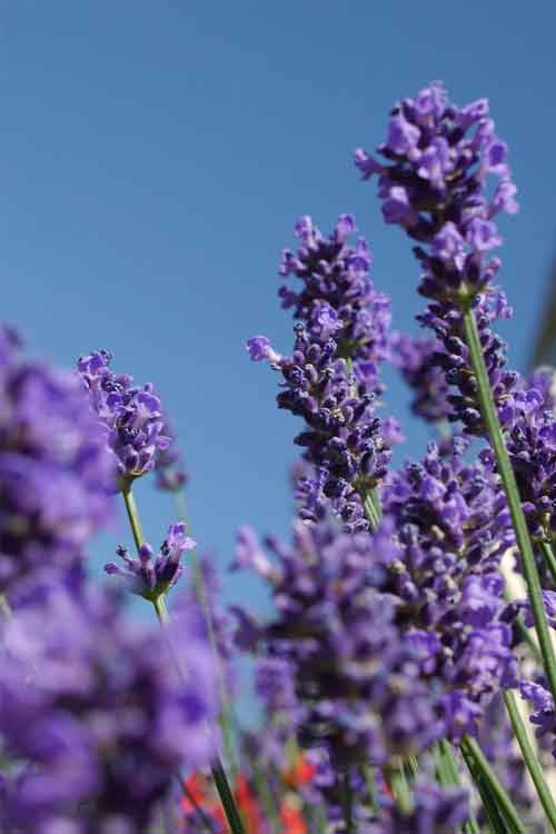 Close-up of purple lavender flower spikes on green stems against a clear blue sky.