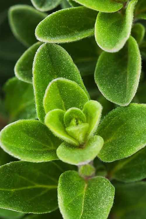 Close-up of  leafy marjoram plant with oval, fuzzy leaves growing in a dense cluster.