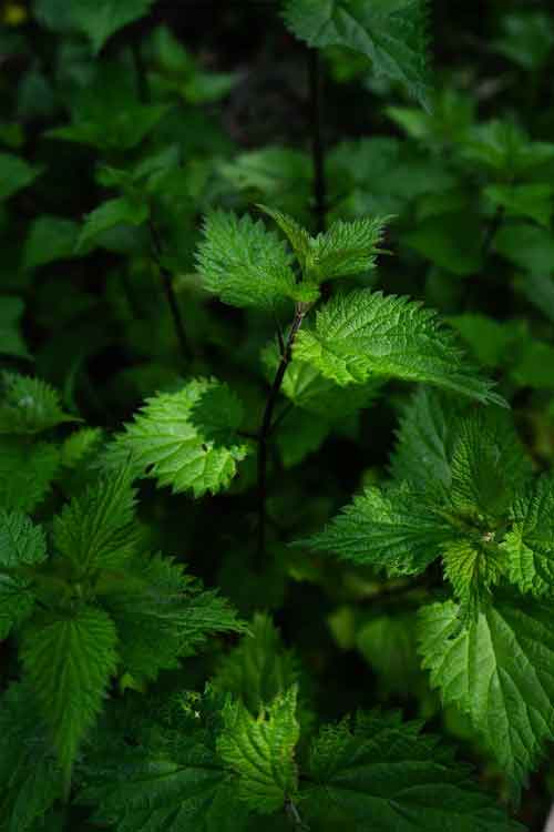 Close-up of vibrant green nettle leaves with serrated edges growing in a natural outdoor setting.