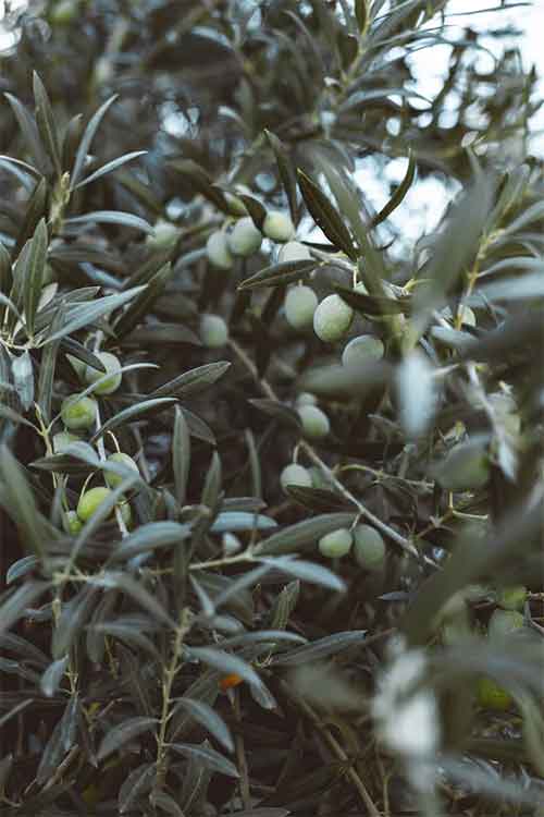 Close-up of an olive tree branch with green olives and narrow silvery-green leaves in a natural outdoor setting.