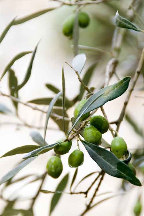 Close-up of olive branches and small green olives.