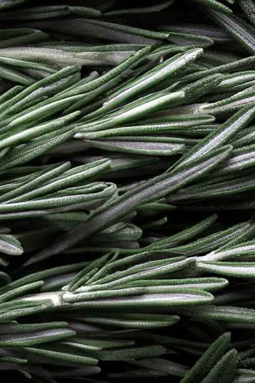 A close-up, top-down view of fresh rosemary sprigs filling the frame, showing their silvery-green needles.