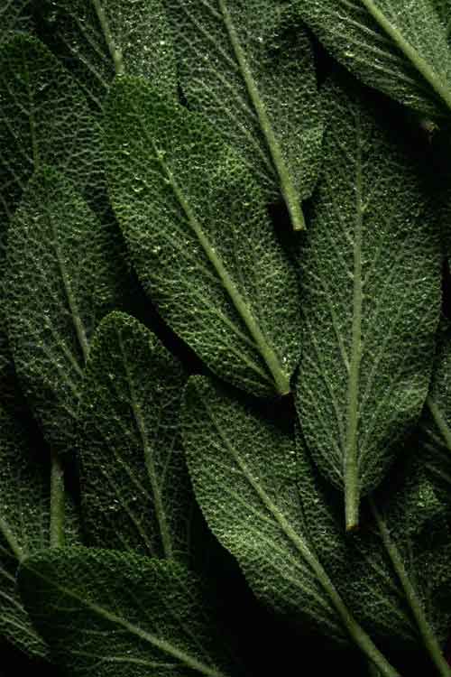 Close-up of rich green sage leaves.