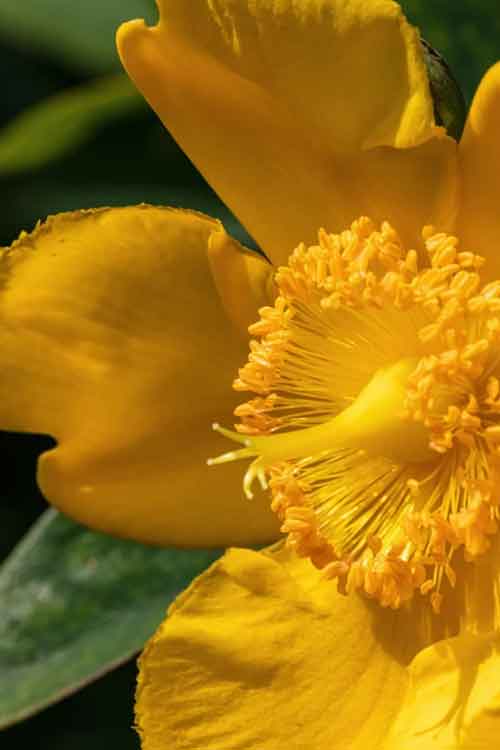 A close-up of a bright St John Wort flower with layered petals and a dense central cluster of yellow stamens, set against a blurred green background.