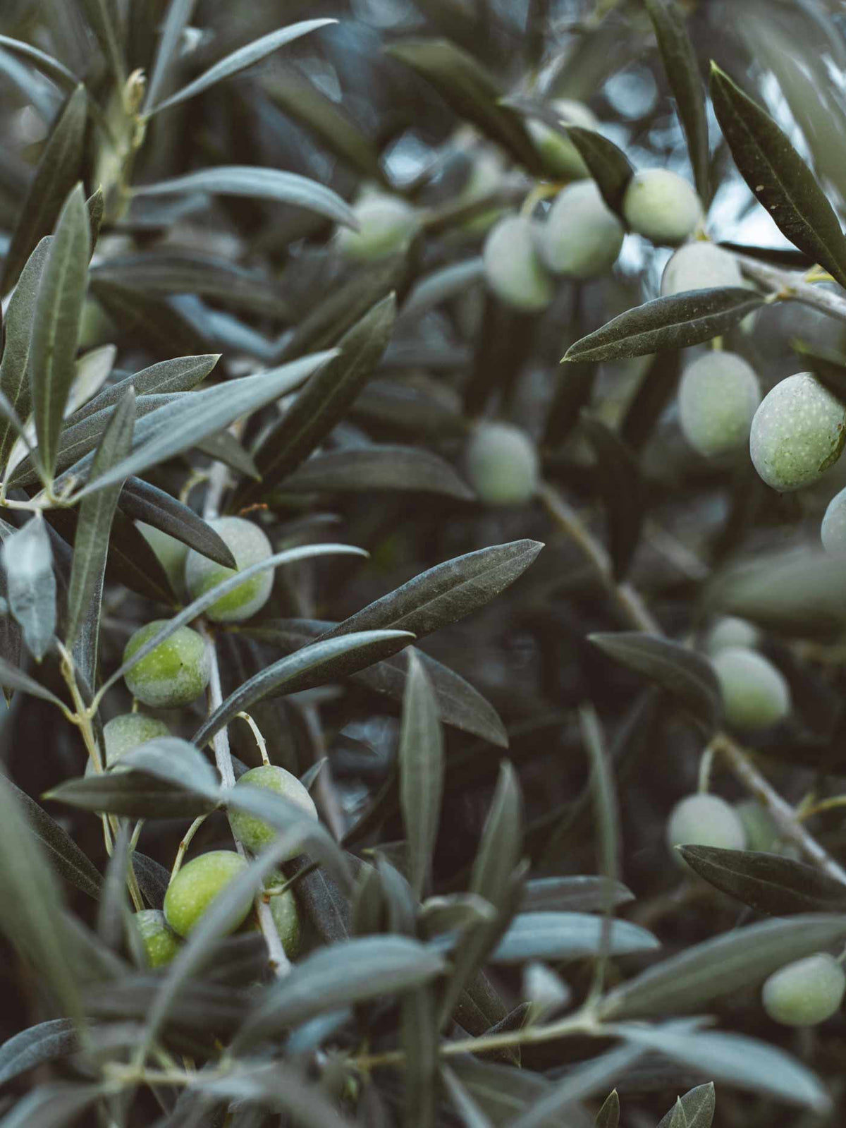 Close-up of olive branches with green olives hanging among dark green leaves in a natural outdoor setting.